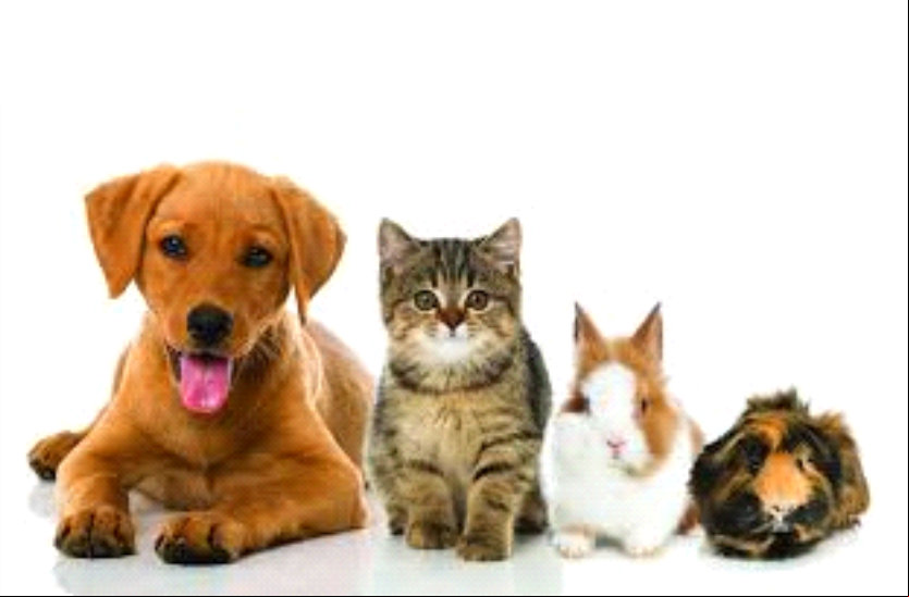 pets